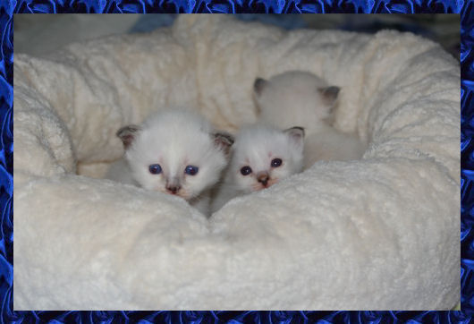 Bella-Donna en Beau-Damian 3 weken oud